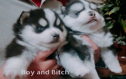 Pomsky dogs for sale: Micro F4 pomsky pups  - Image 2