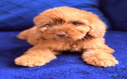 Cockapoo dogs for sale: Beautiful cockapoo puppies only  girls left  - Image 15