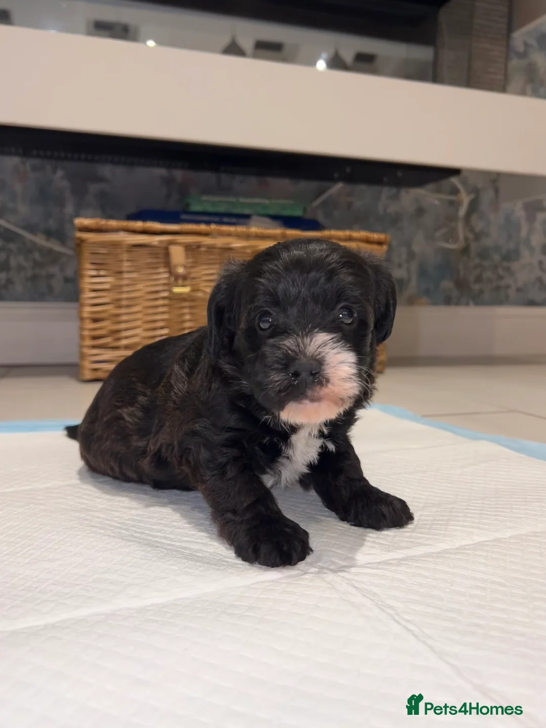 Mixed Breed dogs for sale: Borderpoo pups for sale(borderterrier x toypoodle) in Manchester - Advert 8