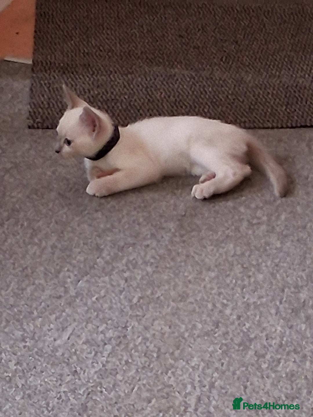 Mixed Breed cats for sale: Really Cute Burmese x Tonkinese Kittens - Image 8