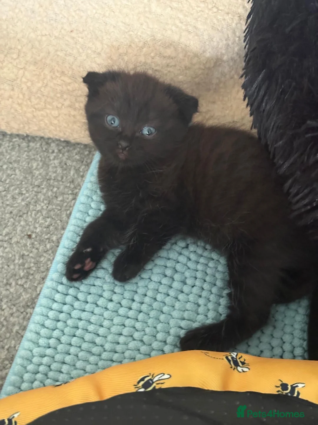 Mixed Breed cats for sale: BSH, Scottish fold, mixed breed - Advert 15