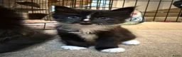 Maine Coon cats for sale: Stunning Maine Coon Cross Kittens – Ready Soon 🐾  - Advert 13