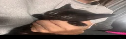 Mixed Breed cats for sale: Ready now last 2 Beautiful kittens - Advert 4