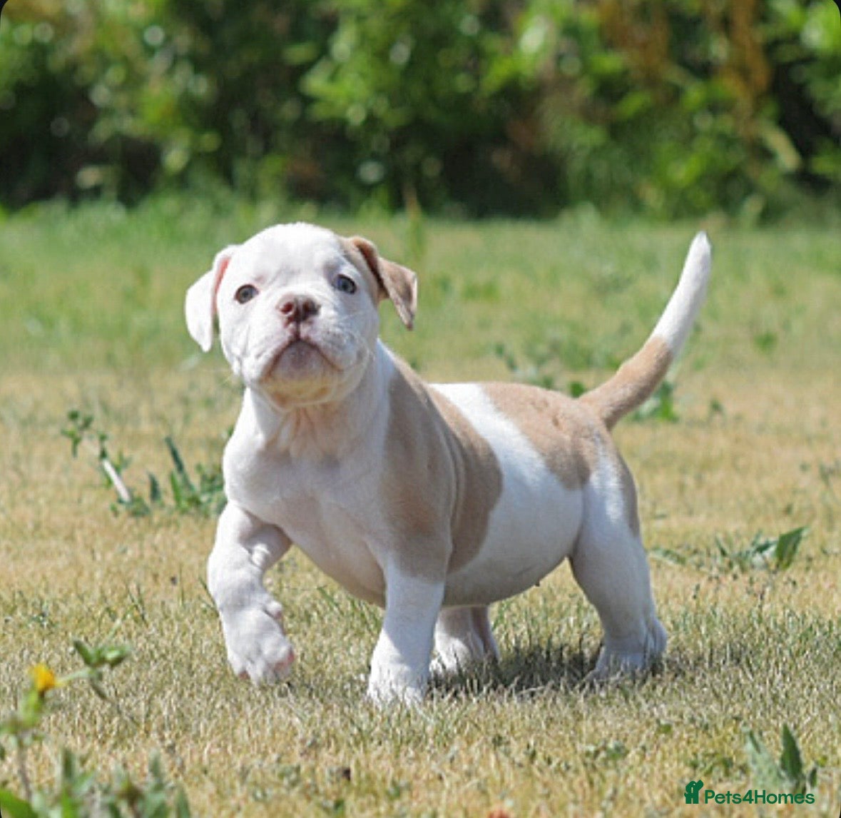 Olde English Bulldogge dogs 23❤️YEARS❤️5⭐️RATED❤️LICENSED❤️PROFESSIONALS❤️ - Advert 15