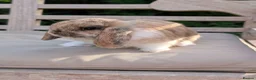Mini Lop rabbits for sale: Beautiful Male Mini Lop *SOLD* - Advert 5