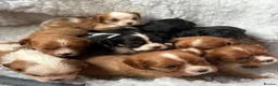 Cavalier King Charles Spaniel dogs for sale: Health Tested KCReg Cavalier King Charles Spaniel - Advert 1