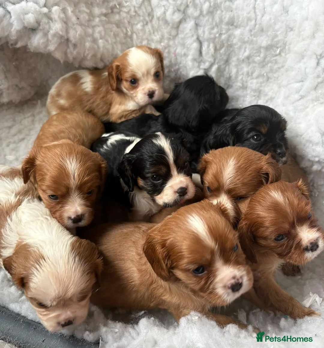 Cavalier King Charles Spaniel dogs for sale: Health Tested KCReg Cavalier King Charles Spaniel - Advert 1