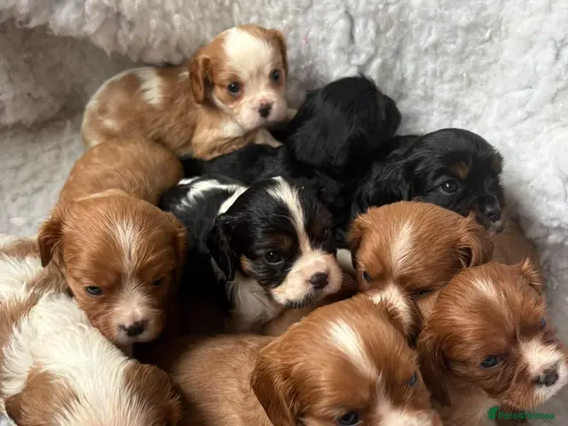 Cavalier King Charles Spaniel dogs for sale: Health Tested KCReg Cavalier King Charles Spaniel - Advert 1