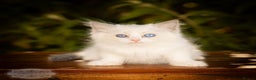 Ragdoll cats for sale: Ragdoll Blue Bicolor Kitten Boy LRBC SHOW TICA - Advert 7