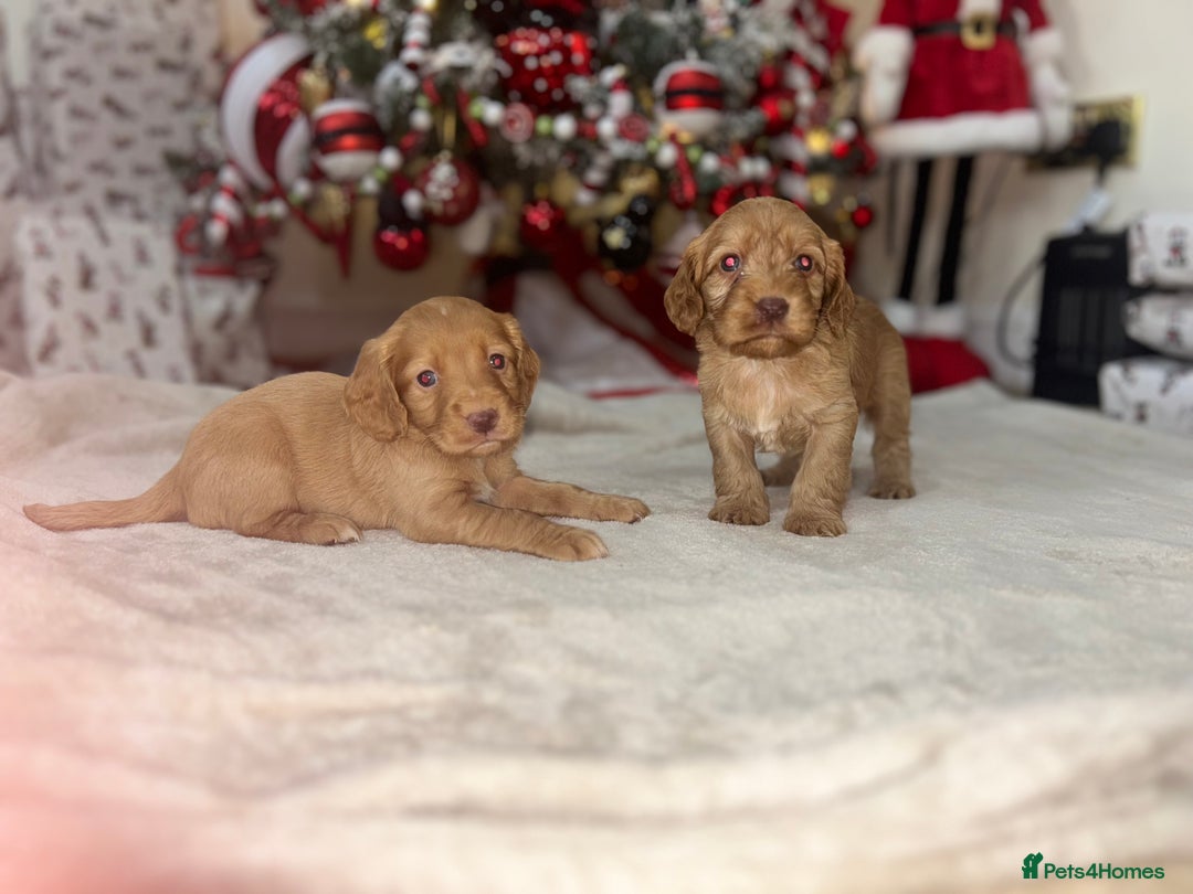 Cockapoo dogs for sale: Stunning cockapoo puppies  - Advert 9