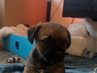 Border Terrier dogs SLEM CLEAR Border terrier puppies 5 GIRLS - Advert 6