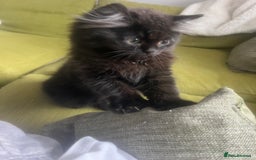 Persian cats for sale: Persian chinchilla kittens - Image 2