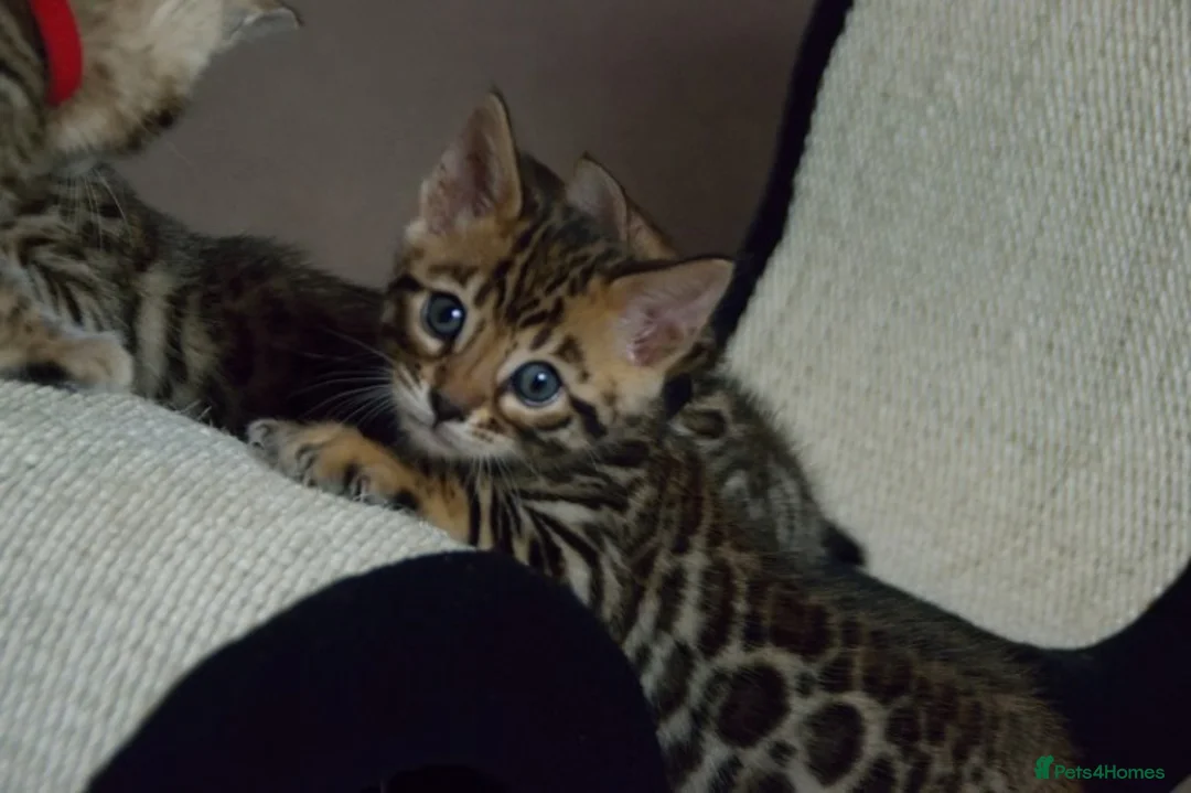 Bengal cats for sale: Beautiful Bengal kittens  - Advert 1
