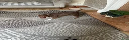 Patterdale Terrier dogs for sale: Patterdale for sale - Advert 1