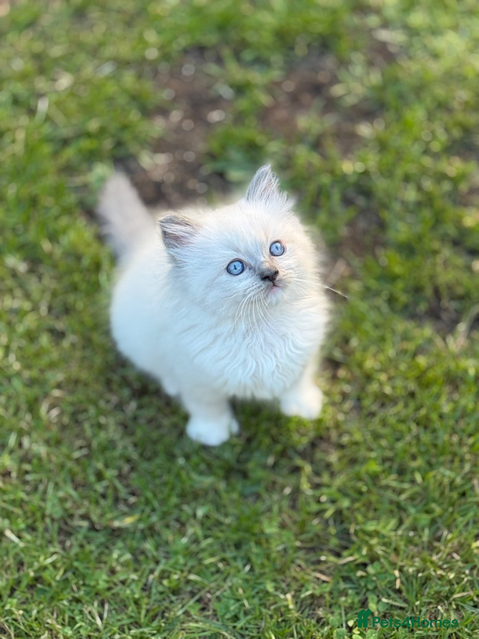 Ragdoll cats Two Beautiful Kittens Looking for Home 🩷🩵 - Advert 10