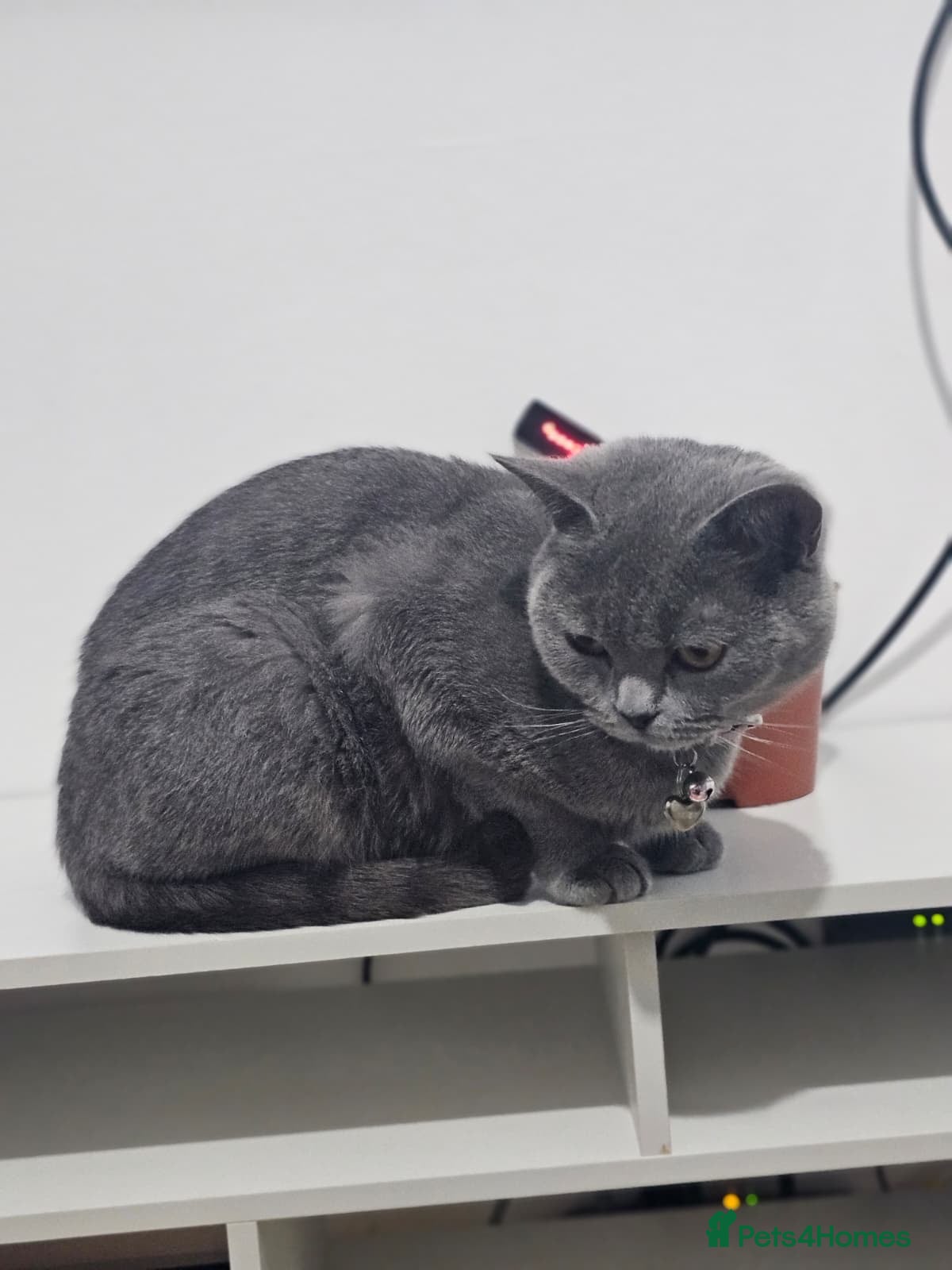 British Shorthair cats British shorthair (female) - Advert 1