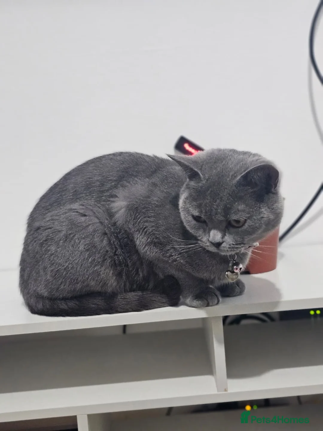 British Shorthair cats for sale: British shorthair (female) - Advert 1