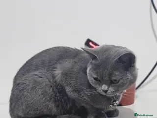 British Shorthair cats British shorthair (female) - Advert 1