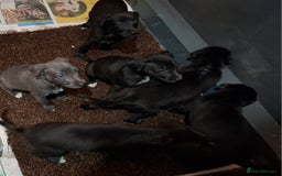 Mixed Breed dogs for sale: Bedlington Whippet puppies - Image 6