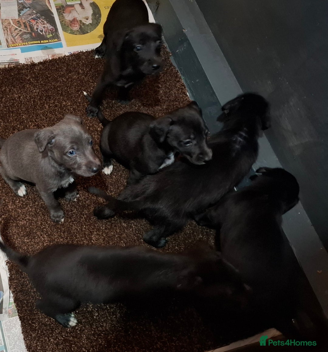 Mixed Breed dogs for sale: Bedlington Whippet puppies - Image 6
