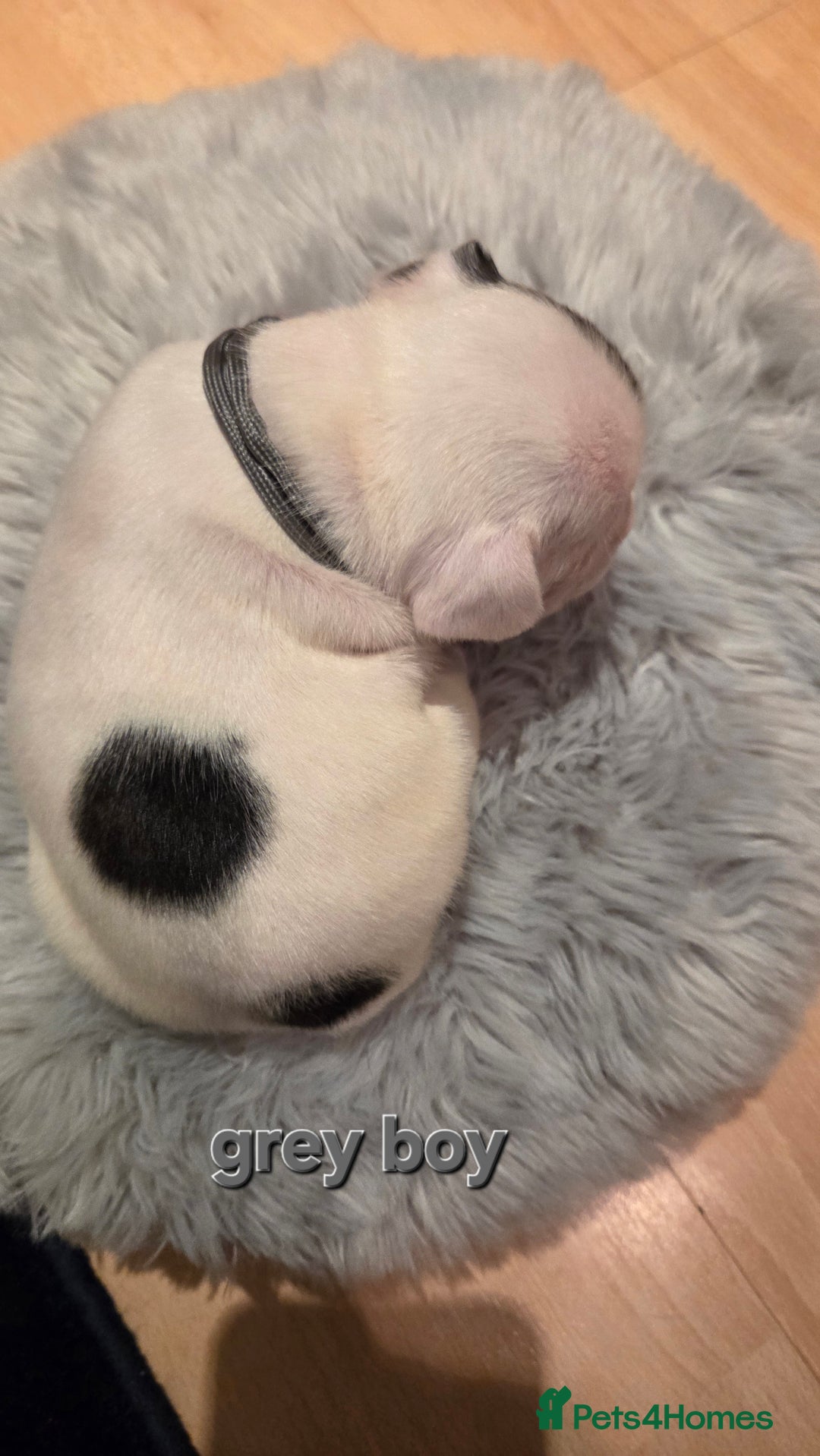 French Bulldog dogs for sale: Adorable French Bulldog puppies  - Advert 11