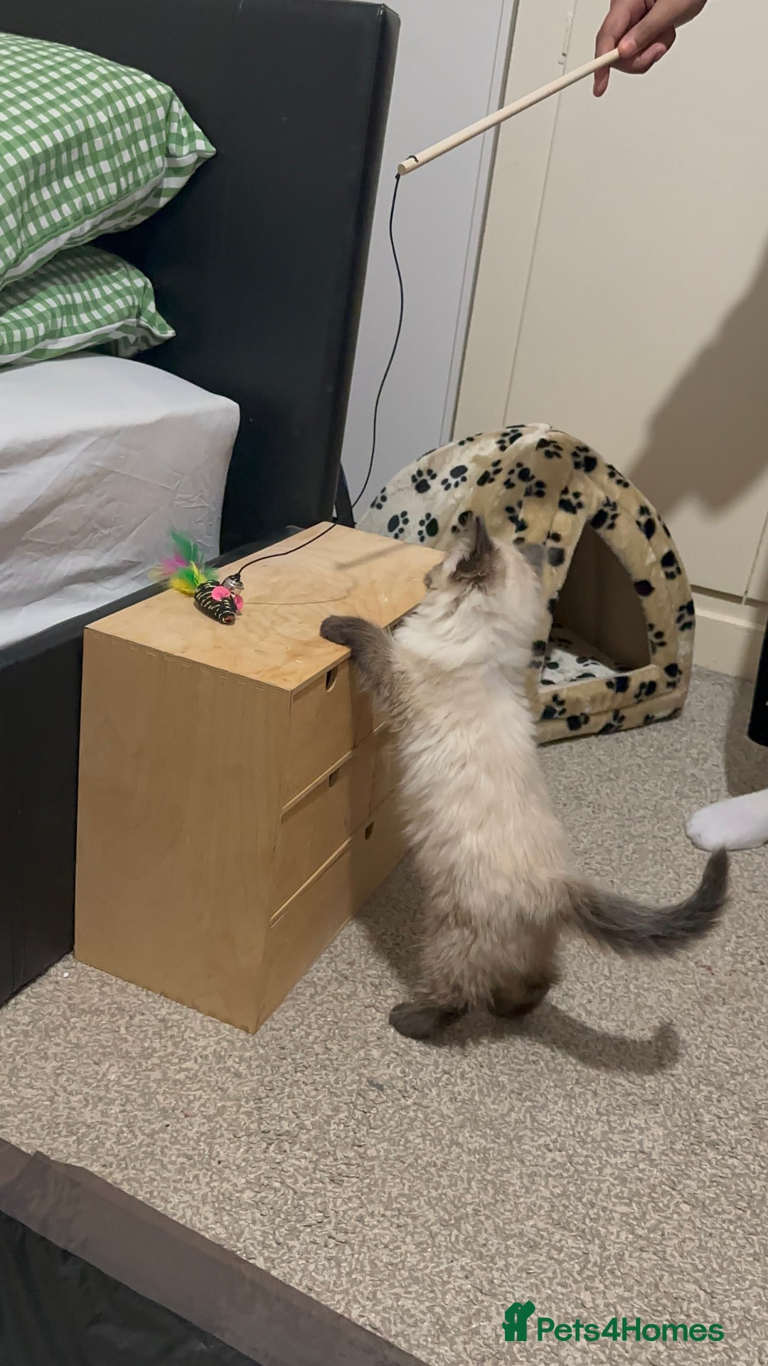 Ragdoll cats for sale: Purebred Seal Point Male Ragdoll Kitten - Advert 5