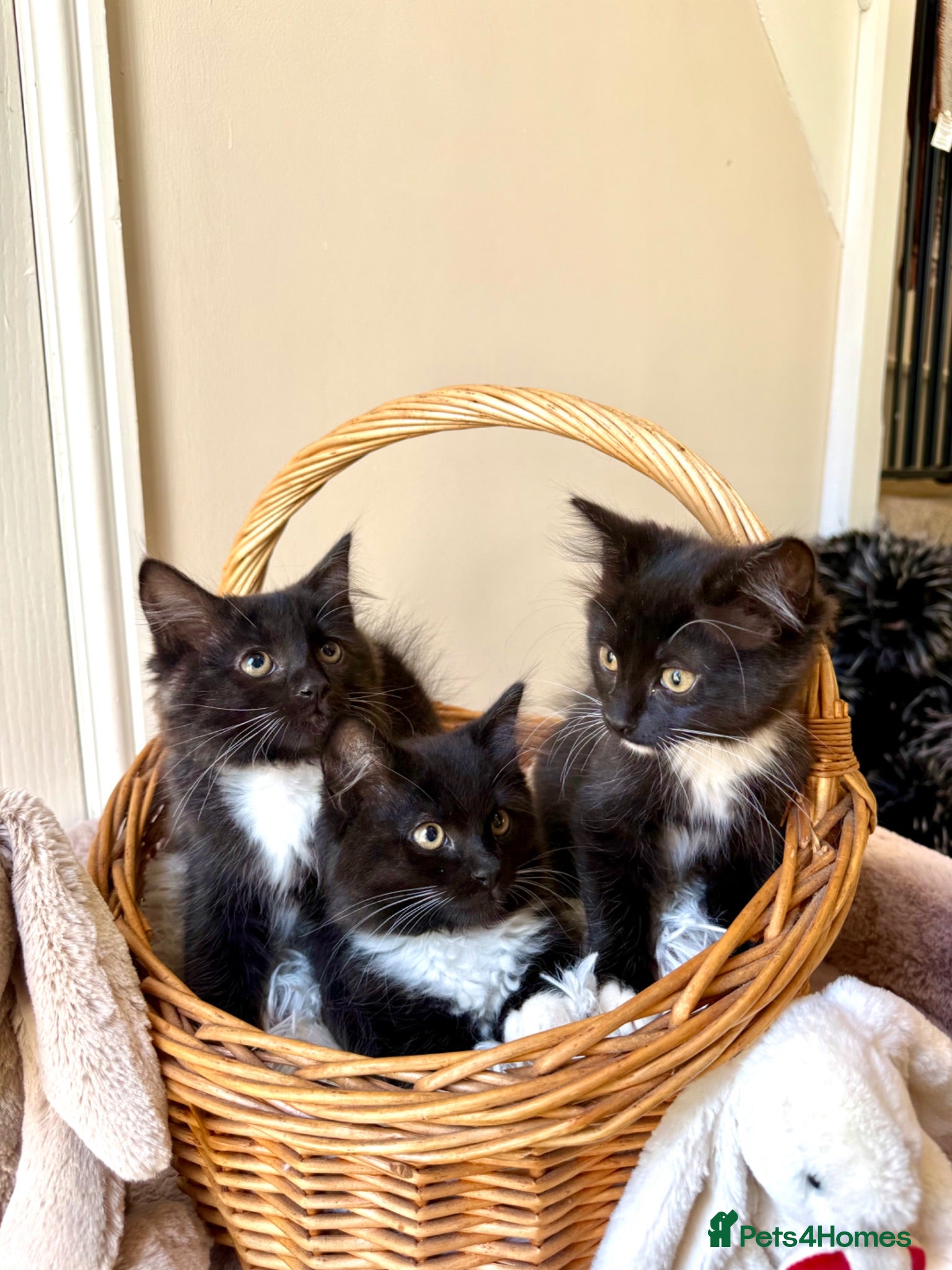 Ragdoll cats 🐾 READY TO LEAVE RAGDOLL CROSS 🐾 - Advert 2