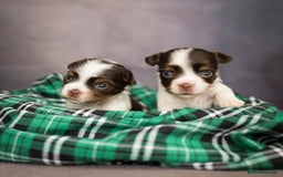 Yorkshire Terrier dogs for sale: Colorful Yorkshire Terrier puppies for sale - Image 9