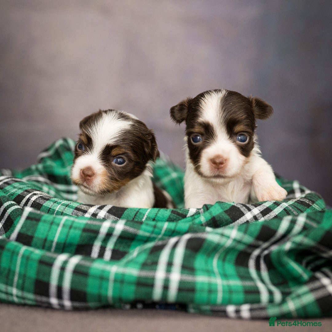 Yorkshire Terrier dogs for sale: Colorful Yorkshire Terrier puppies for sale - Image 9