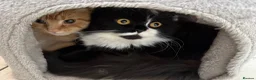 Mixed Breed cats for sale: Two lovely cats Tokyo and Ace in Walsall - Advert 3
