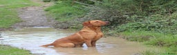 Labrador Retriever dogs for stud: Extensively Health Tested Fox Red Labrador Stud in Totnes - Advert 19