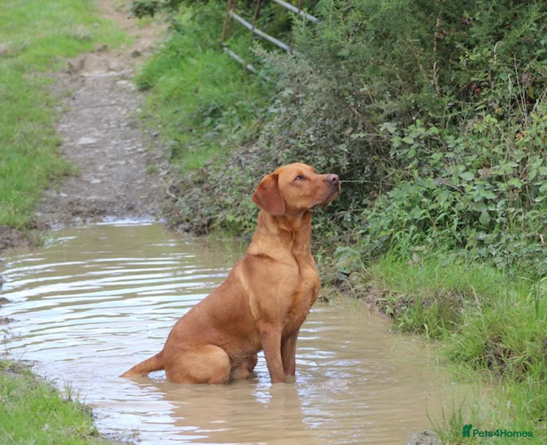 Labrador Retriever dogs for stud: Extensively Health Tested Fox Red Labrador Stud in Totnes - Advert 19