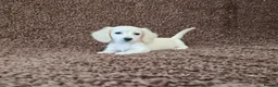 Miniature Dachshund dogs for sale: Rare Cream Longcoat Miniature Dachshund Puppies  - Advert 11