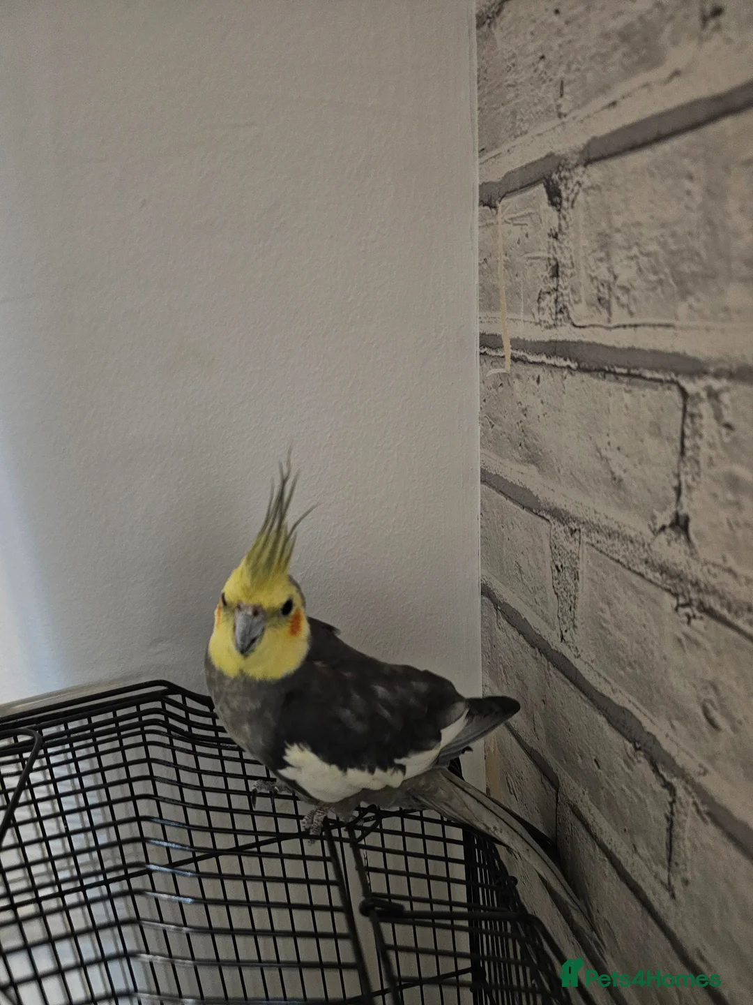 Cockatiels birds for sale: Beautiful Tame Cockatiel ready for new home - Advert 4