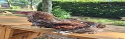 Chickens poultry for sale: Frizzle and Brahma Cockerels 10 weeks old for sale - Advert 2