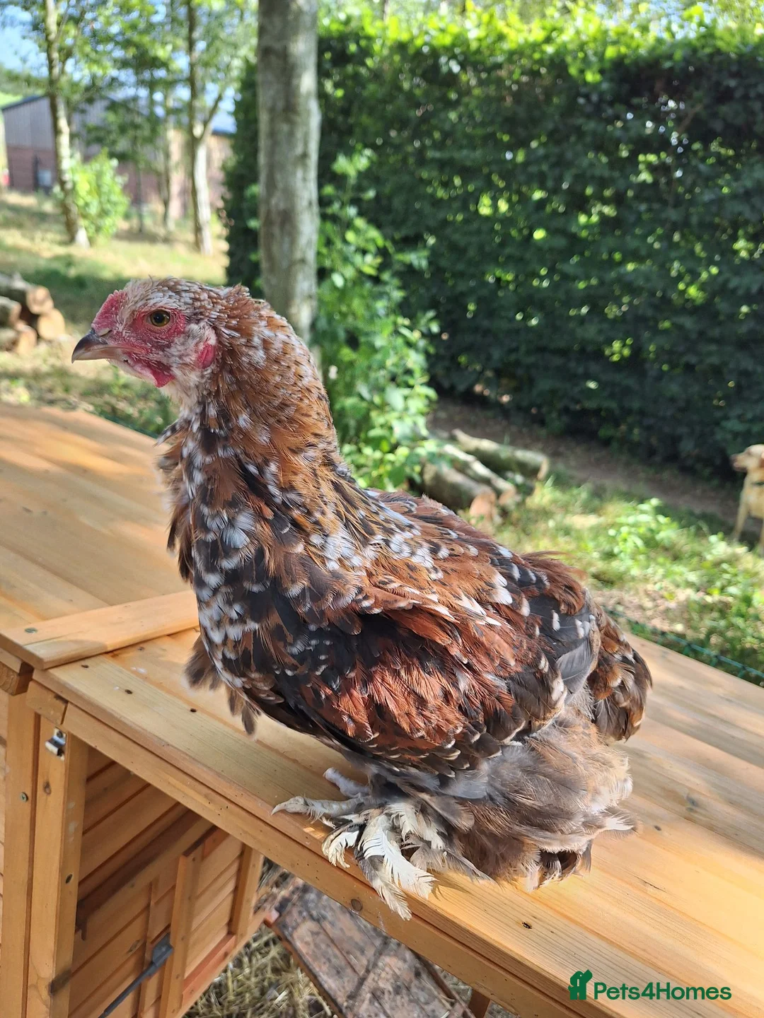 Chickens poultry for sale: Frizzle and Brahma Cockerels 10 weeks old for sale - Advert 2
