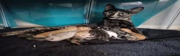 Mixed Breed cats for sale: Six boys and one girl😍😍😍 - Advert 29