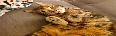 Mixed Breed female Cat