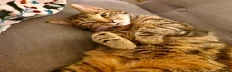 Mixed Breed cats for sale: Beautiful tabby looking for a loving home. - Advert 3