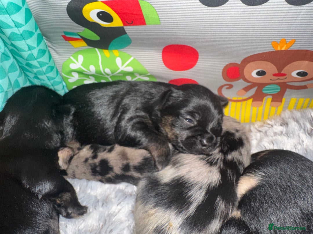 Mixed Breed dogs for sale: French yorkie (frorkie) puppies  - Image 12