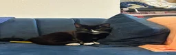Mixed Breed cats for sale: 10 week old playful kittens - Advert 8