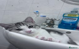 Domestic Shorthair cats for sale: Male kitten  - Image 2