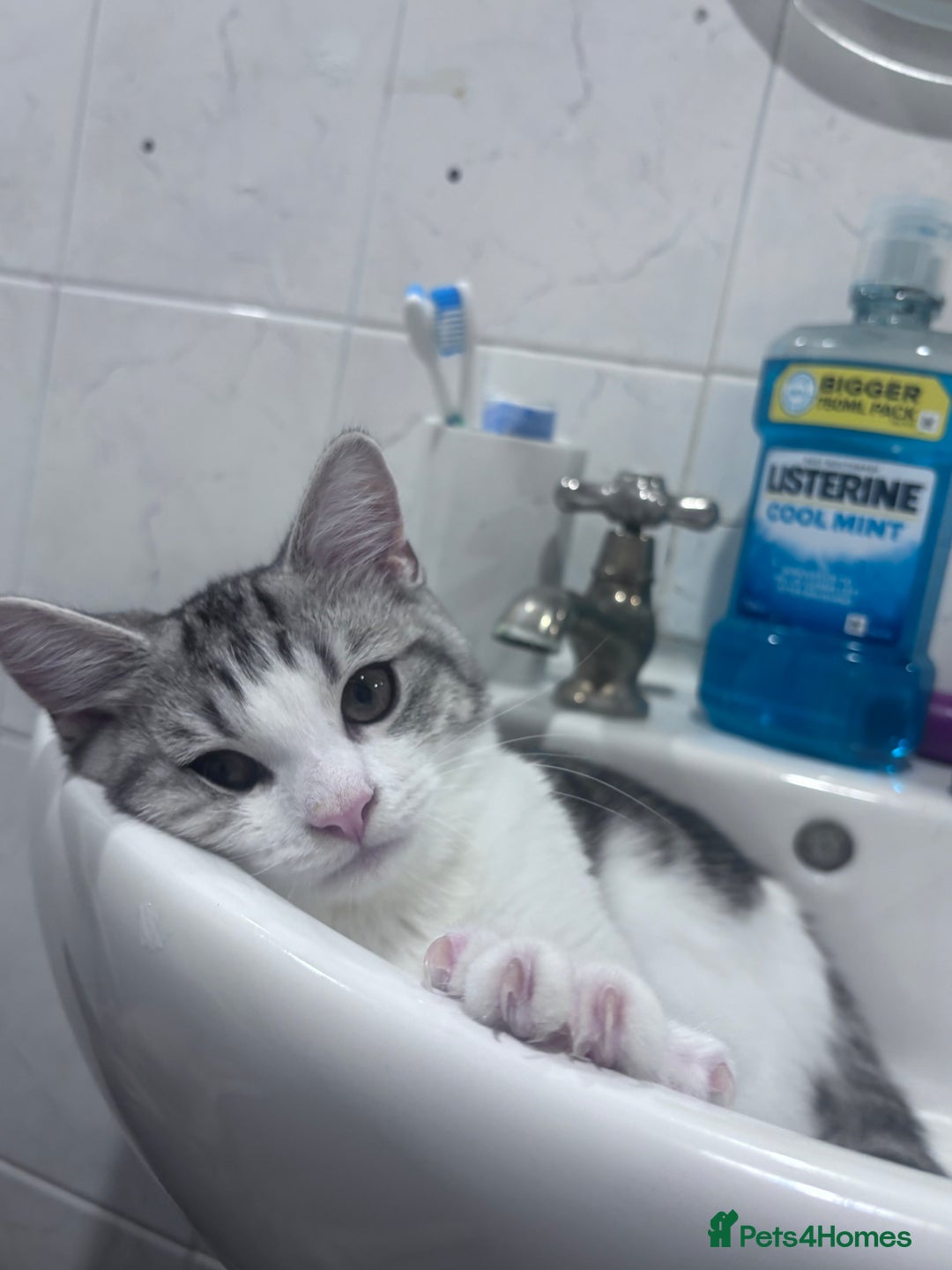 Domestic Shorthair cats for sale: Male kitten  - Image 2