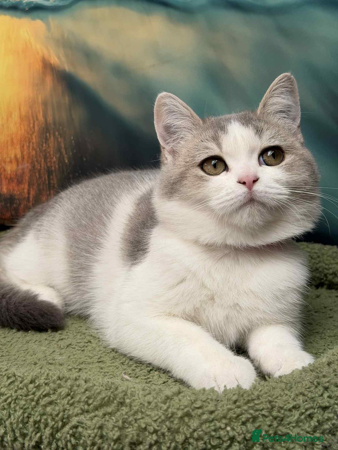 British Shorthair cats for sale: Stunning BSH golden/silver Kittens TICA - Image 16