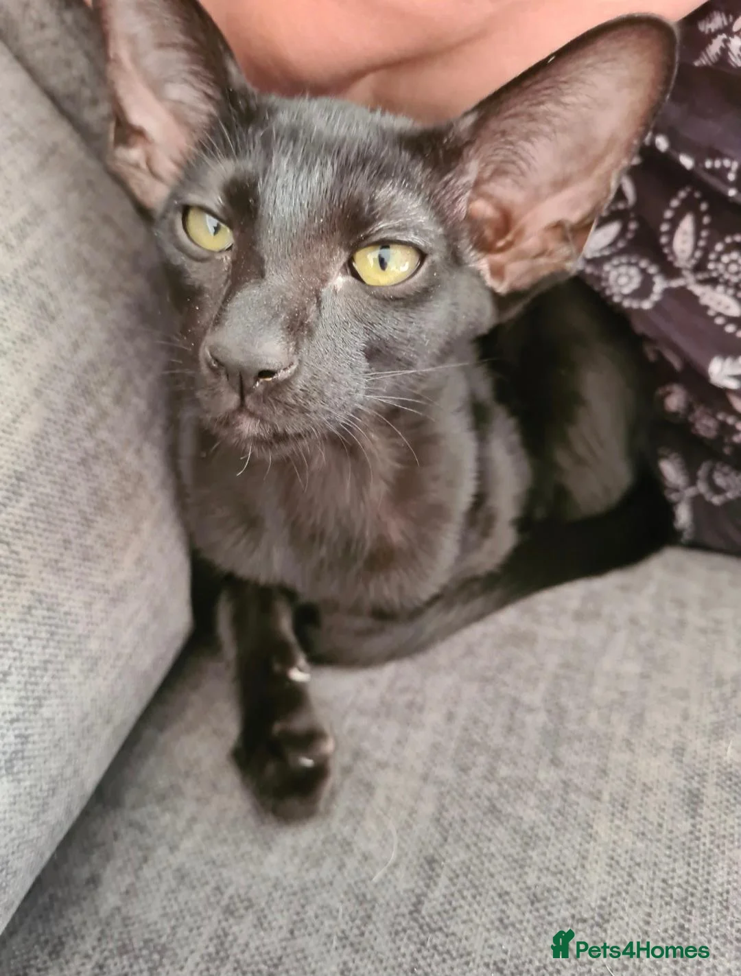 Oriental cats for sale: Lovely black oriental - Advert 5