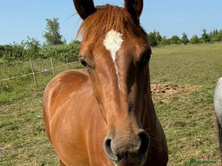 American Quarter horses - Advert 1