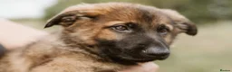 German Shepherd dogs for sale: Kc reg working line German shepherd pups in Barnsley - Advert 2