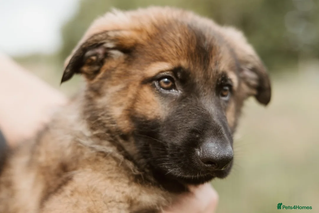 German Shepherd dogs for sale: Kc reg working line German shepherd pups in Barnsley - Advert 2