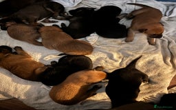 Mixed Breed dogs for sale: German shepherd x whippet  - Image 6