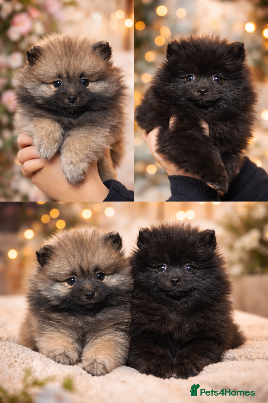 Pomeranian dogs Two Poms looking for forever home - Advert 14